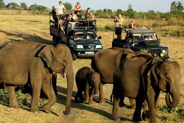 Wildlife in Sri Lanka